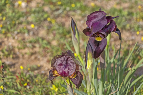 Fototapeta Naklejka Na Ścianę i Meble -  Dark iris