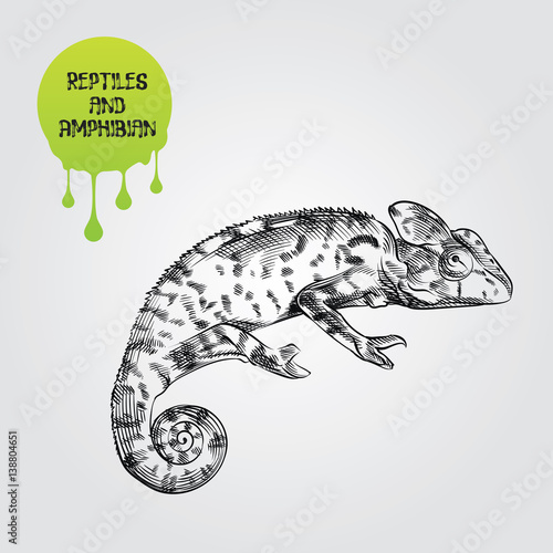 chameleon hand drawn sketch isolated on white background and green blob with drops. Reptiles and amphibian sketch elements vector illustration.