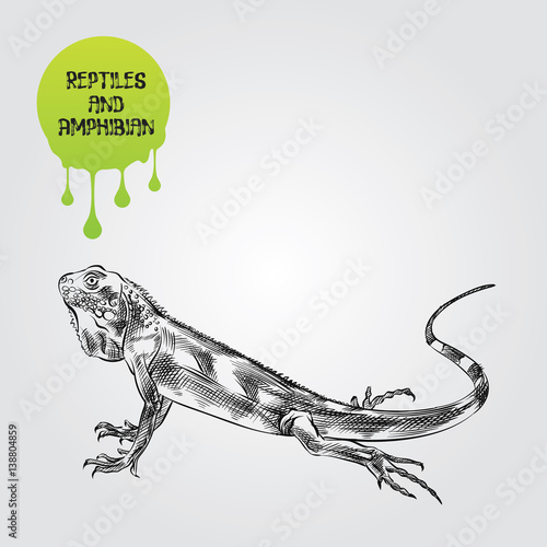 Lizard hand drawn sketch isolated on white background and green blob with drops. Reptiles and amphibian sketch elements vector illustration.