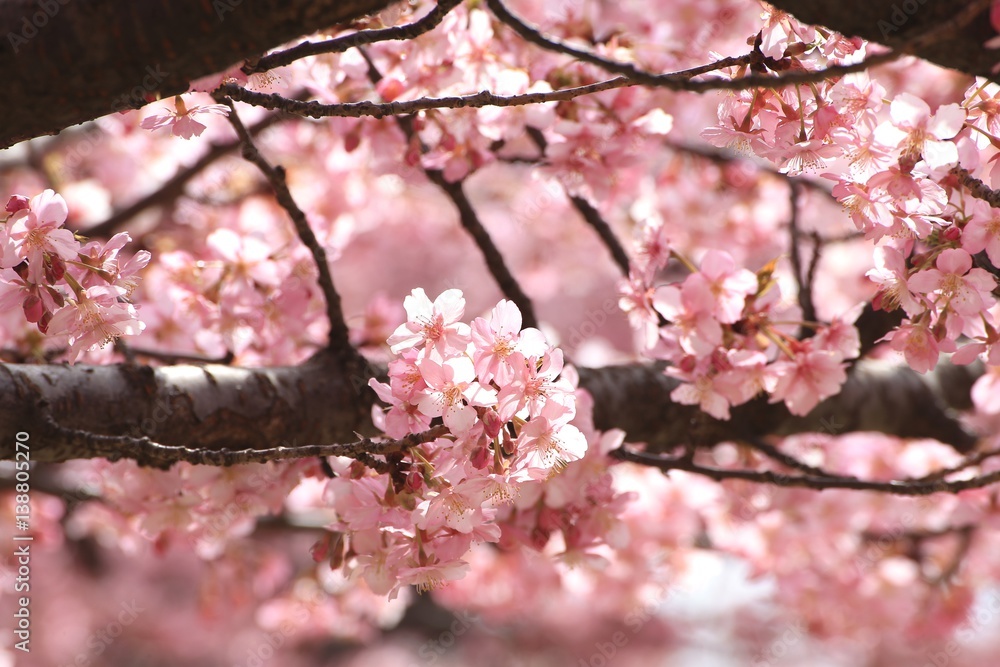 Obraz premium 光に照らされる河津桜