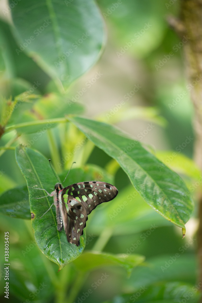 butterfly, butterflies, flowers, plants, trees butterfly, butterflies, flowers, plants, trees