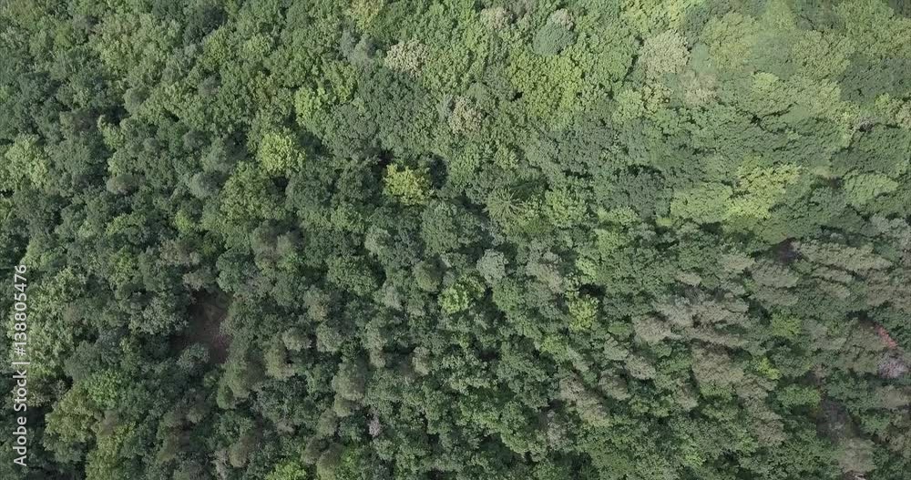 Aerial view of green forest. Camera tilted down. Summer scene of forrest. Aerial view of green forest. Camera tilted down. Summer scene of forrest.