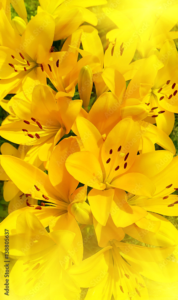 Beautiful sunny lily Beautiful sunny lily