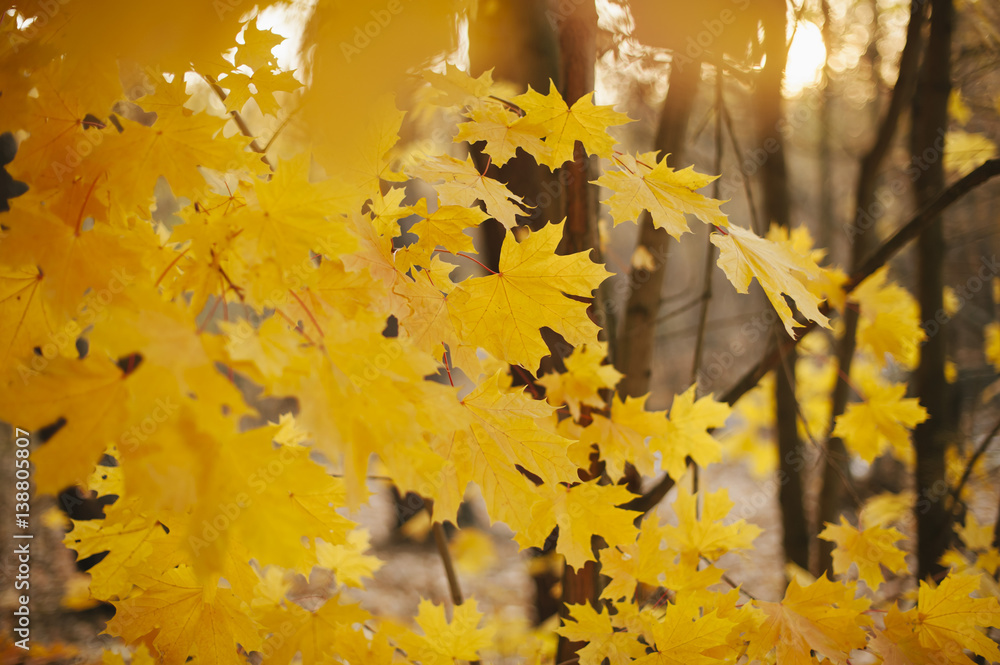 Beautiful golden maple autumn leaves in the sunset forest