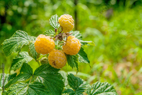 Close up of the ripe and unripe yellow raspberry in the fruit garden. Growing natural bush of yellow raspberry. Branch of yellow raspberry in sunlight..