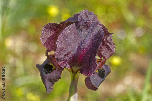 Fototapeta Naklejka Na Ścianę i Meble -  Dark iris