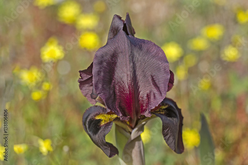 Fototapeta Naklejka Na Ścianę i Meble -  Dark iris