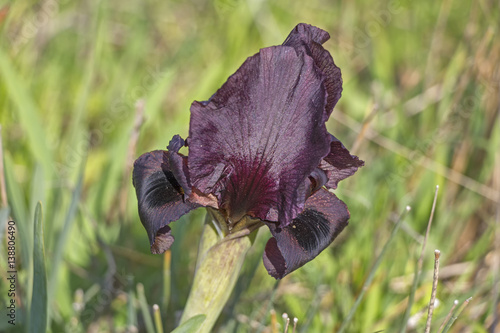 Fototapeta Naklejka Na Ścianę i Meble -  Dark iris