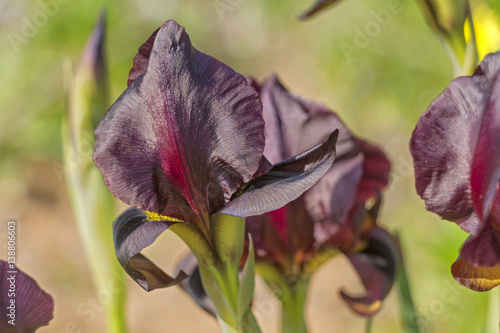 Fototapeta Naklejka Na Ścianę i Meble -  Dark iris