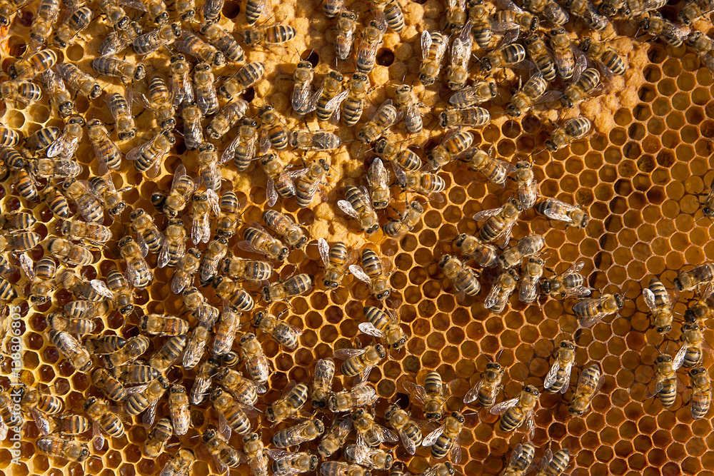 Busy bees inside hive with sealed cells for their young. Busy bees inside hive with sealed cells for their young.