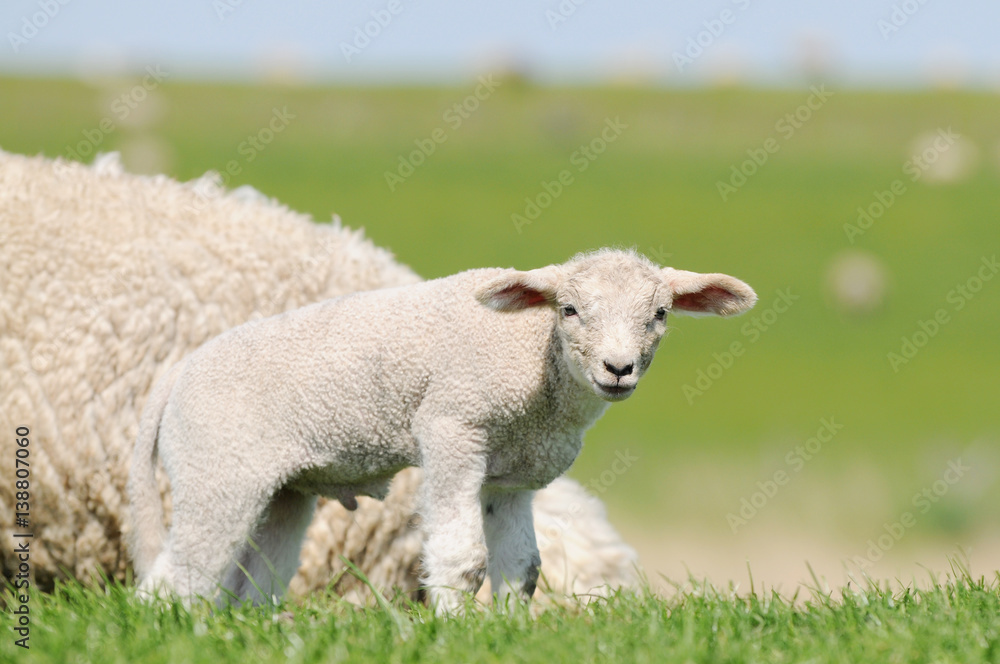 lamb standing on pasture