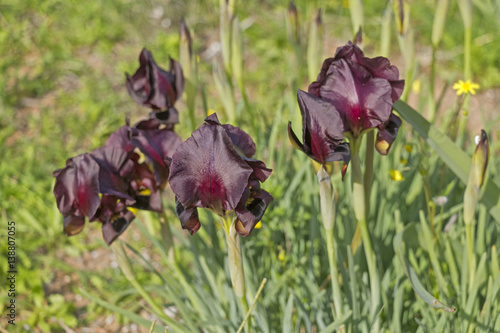 Fototapeta Naklejka Na Ścianę i Meble -  Dark iris