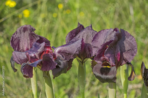 Fototapeta Naklejka Na Ścianę i Meble -  Dark iris