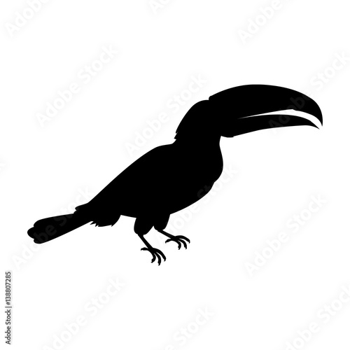 Toucan Bird Flat Design Vector Illustration