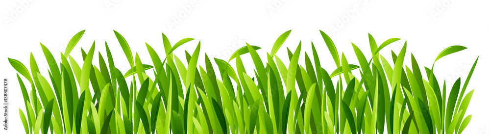Naklejka Zielona trawa zbliżenie