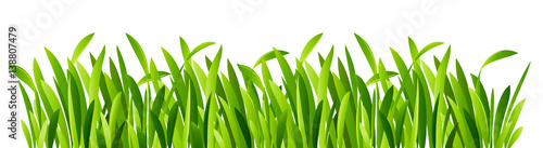 Naklejka Zielona trawa zbliżenie