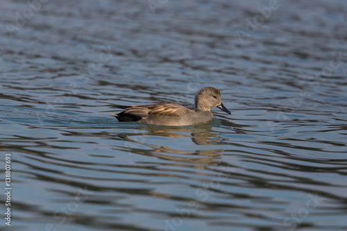 swimming male gadwall duck (Anas strepera)