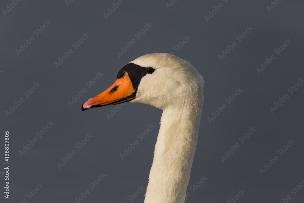 Side view portrait of mute swan (Cygnus olor) Side view portrait of mute swan (Cygnus olor)