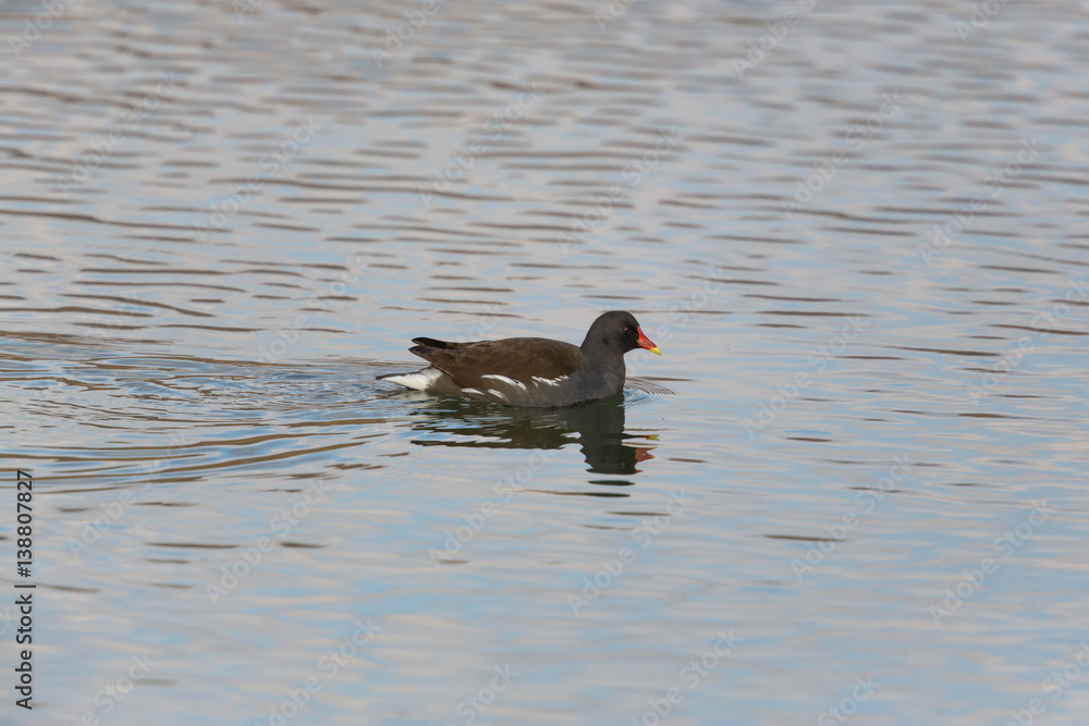 common moorhen (Gallinula chloropus) swimming common moorhen (Gallinula chloropus) swimming