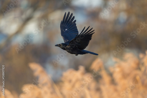portrait of carrion crow (Corvus corone)  flying © Pascal Halder
