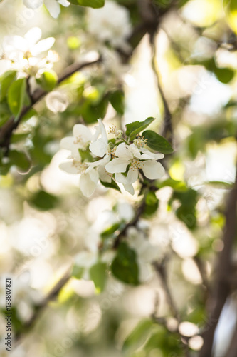 Apple blossoms, spring and nature concept