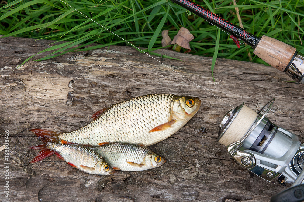 Several common rudd fish on natural background. Catching freshwater fish and fishing rods with fishing reel. Several common rudd fish on natural background. Catching freshwater fish and fishing rods with fishing reel.