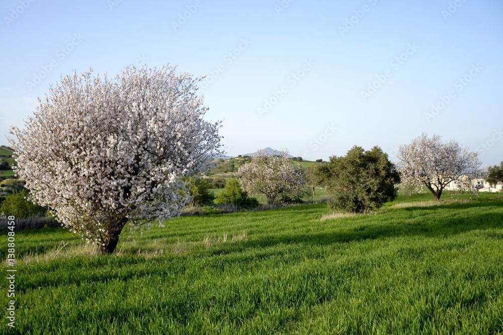 Landscape of almond trees and cloudy sky Landscape of almond trees and cloudy sky