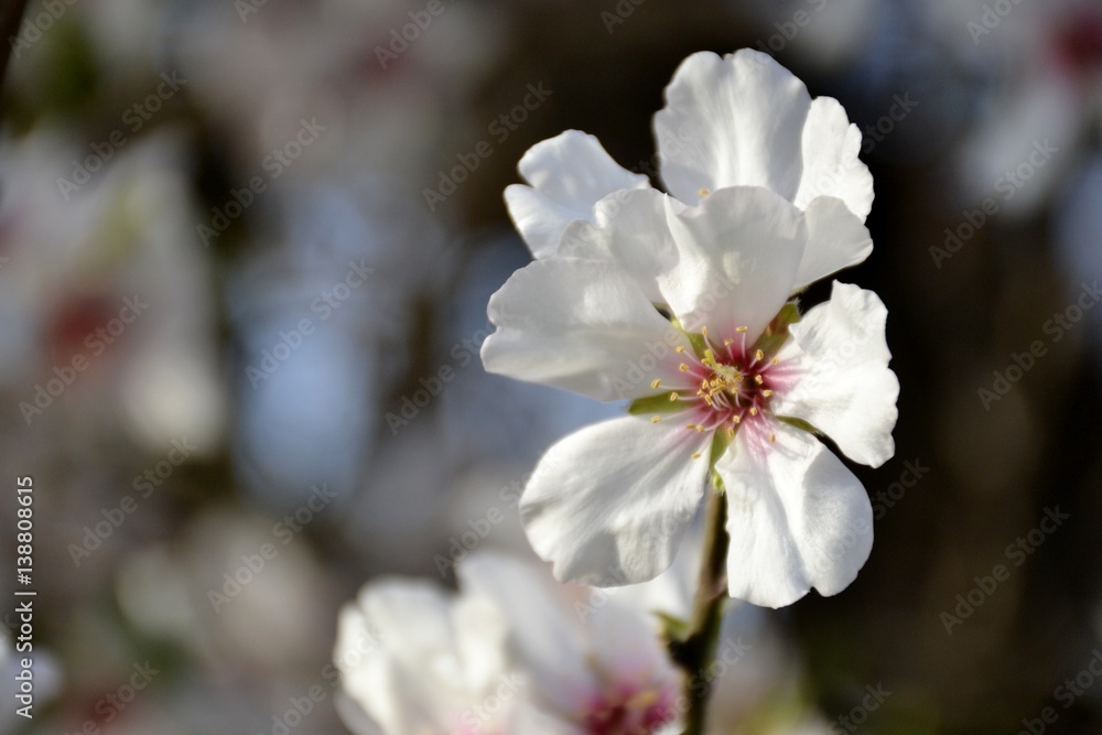 Details of wild almond flowers and leaves Details of wild almond flowers and leaves
