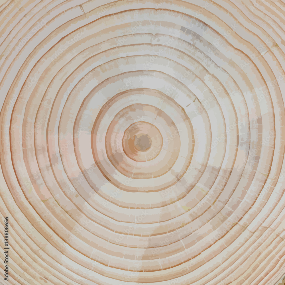 Fototapeta premium Holz-Hintergrund: Wachstumsringe einer Kiefer