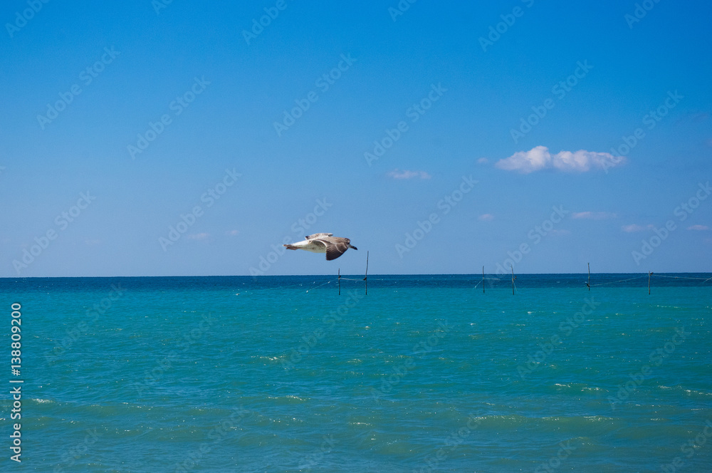 seagull flying in the sky seagull flying in the sky