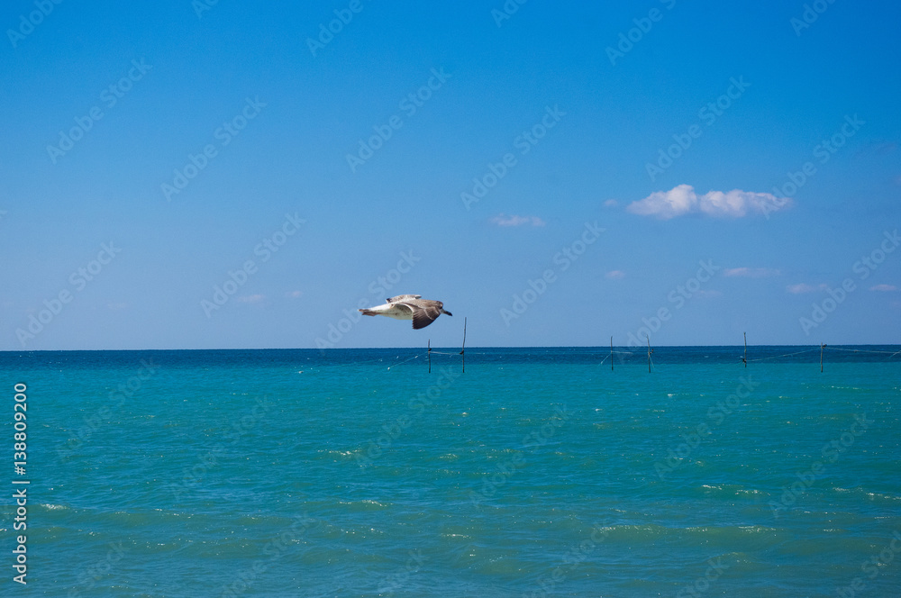 seagull flying in the sky