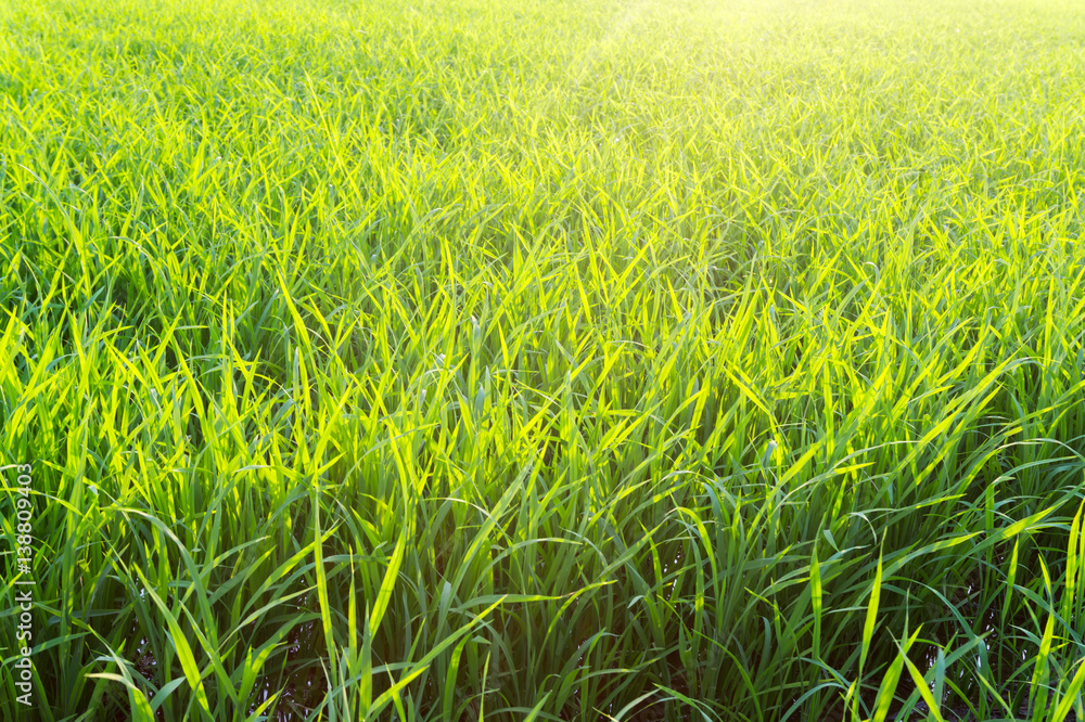 Fototapeta premium green rice field background
