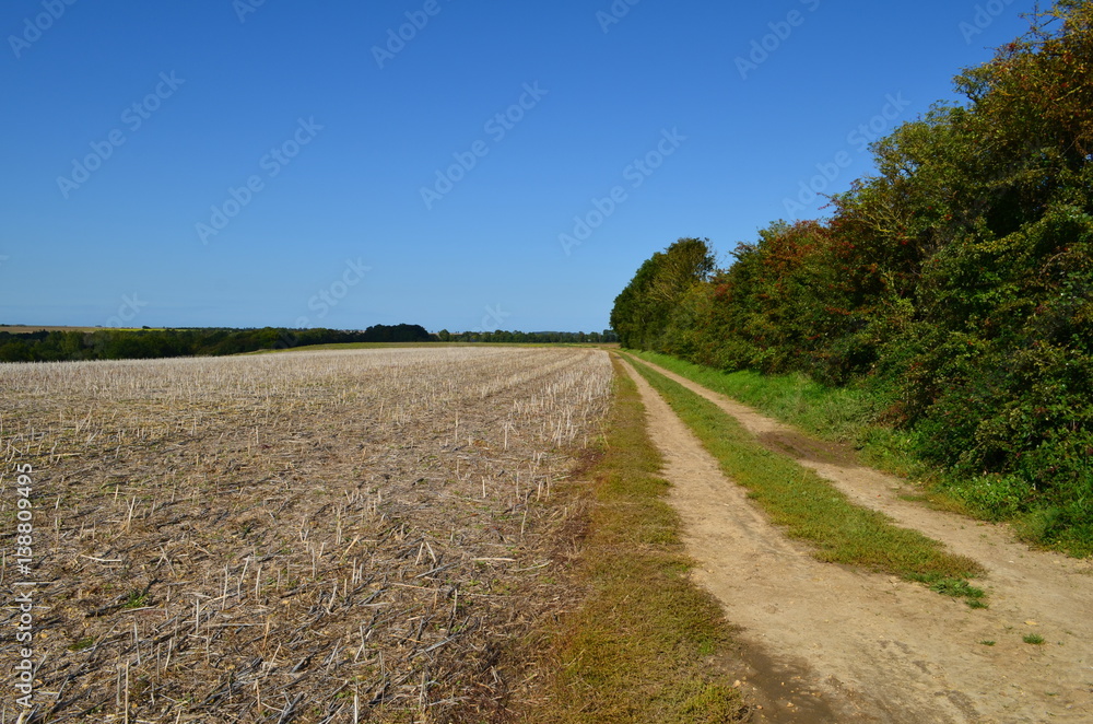 Chemin agricole dans le Bessin à Lantheuil (Région de Bayeux - Calvados)