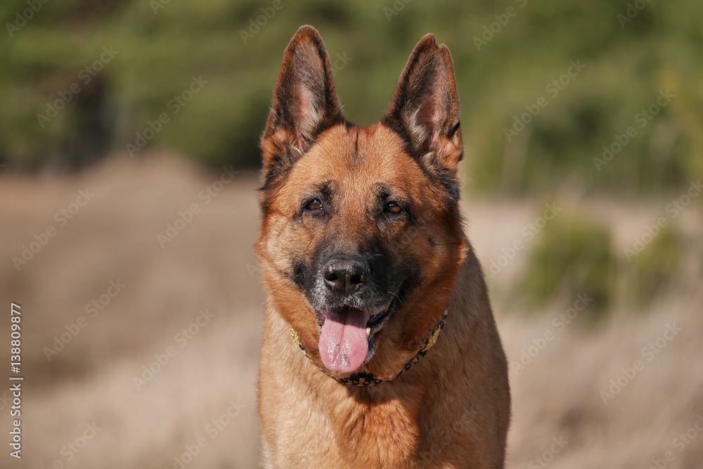 Let`s swing into spring: Der Frühling kommt und mit ihm auch die Frühlingsgefühle beim Hund Let`s swing into spring: Der Frühling kommt und mit ihm auch die Frühlingsgefühle beim Hund