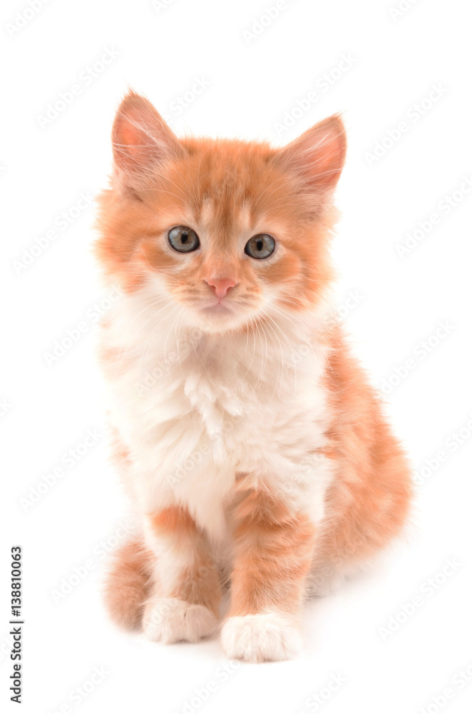 ginger kitten