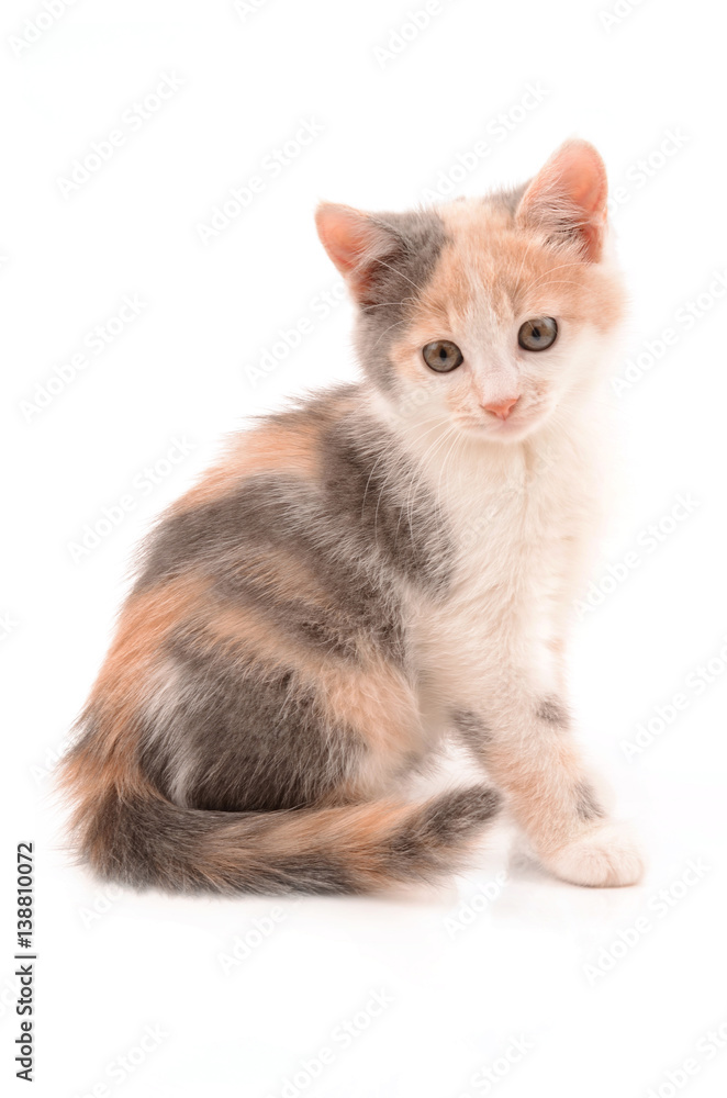 Obraz premium multicolor kitten