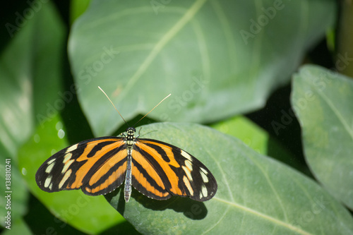 butterfly, butterflies, flowers, plants