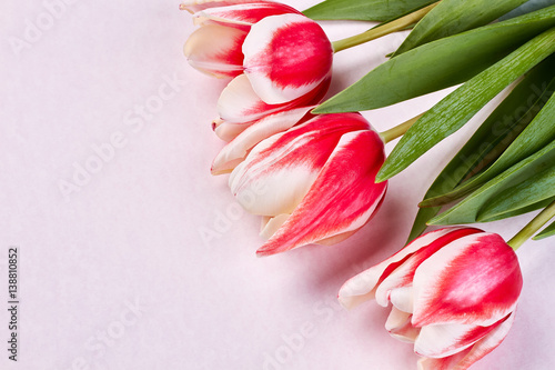 Fototapeta Naklejka Na Ścianę i Meble -  Tulips on pastel surface. Beautiful creation of God.