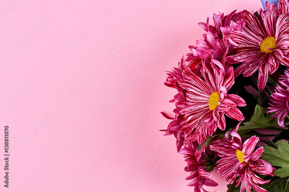 Chrysanthemums on pink backdrop. Wishing a special women's day.