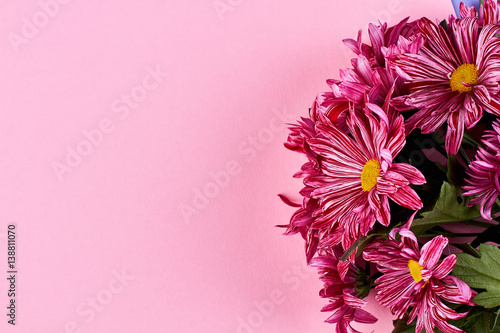 Chrysanthemums on pink backdrop. Wishing a special women s day.