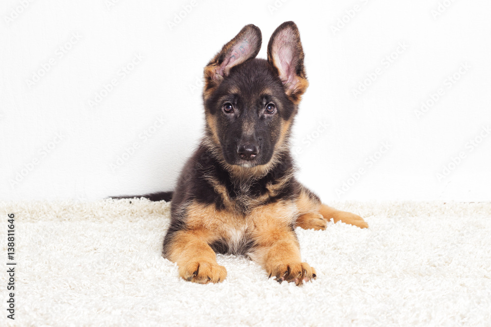 Naklejka premium Shepherd puppy on a fluffy carpet