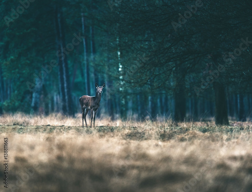 Fototapeta Naklejka Na Ścianę i Meble -  Red deer doe standing solitary in forest meadow.