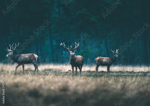Group of red deer in forest meadow.