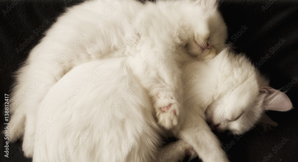 Cuddling Cuddling