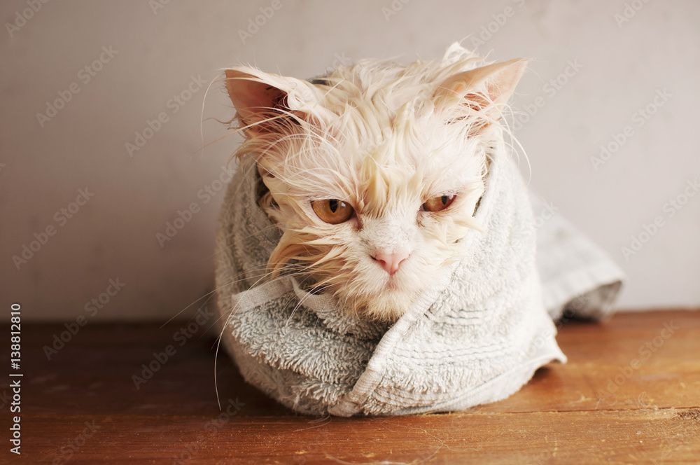 Wet kitty Stock Photo | Adobe Stock
