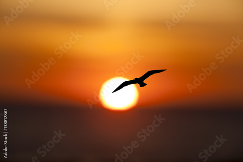 Sonnenuntergang mit Möwe