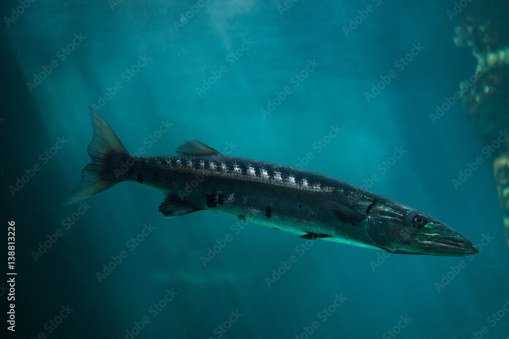 Fototapeta premium Great barracuda (Sphyraena barracuda)