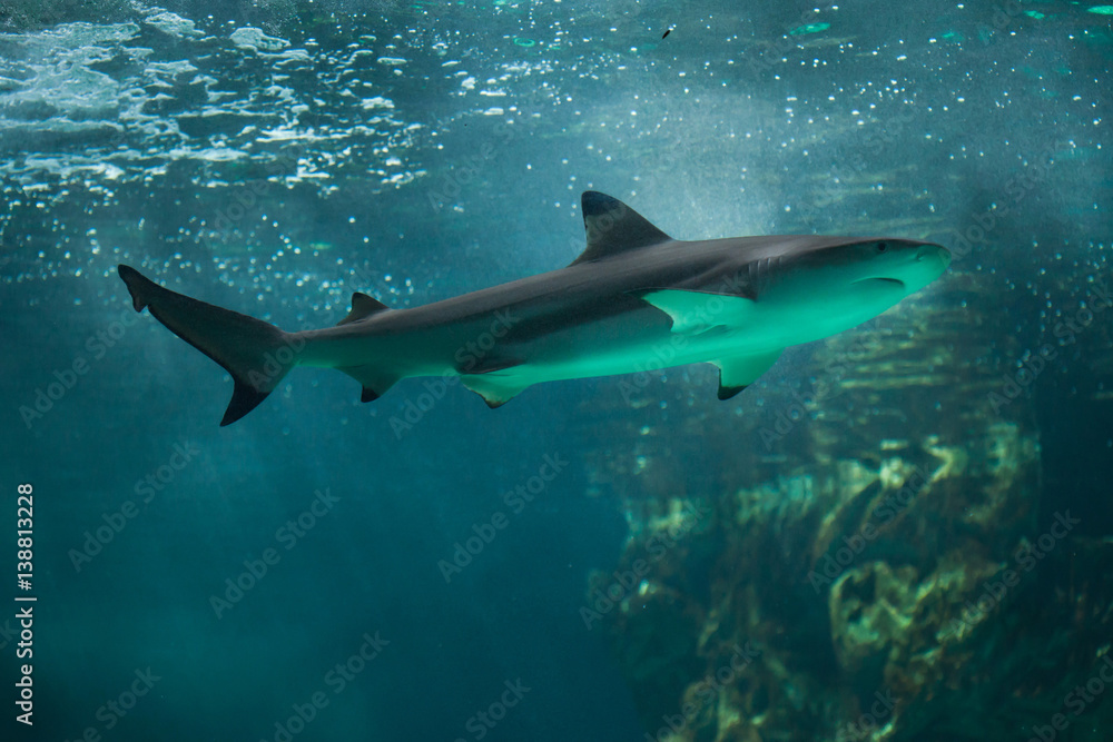 Blacktip reef shark (Carcharhinus melanopterus). Blacktip reef shark (Carcharhinus melanopterus).