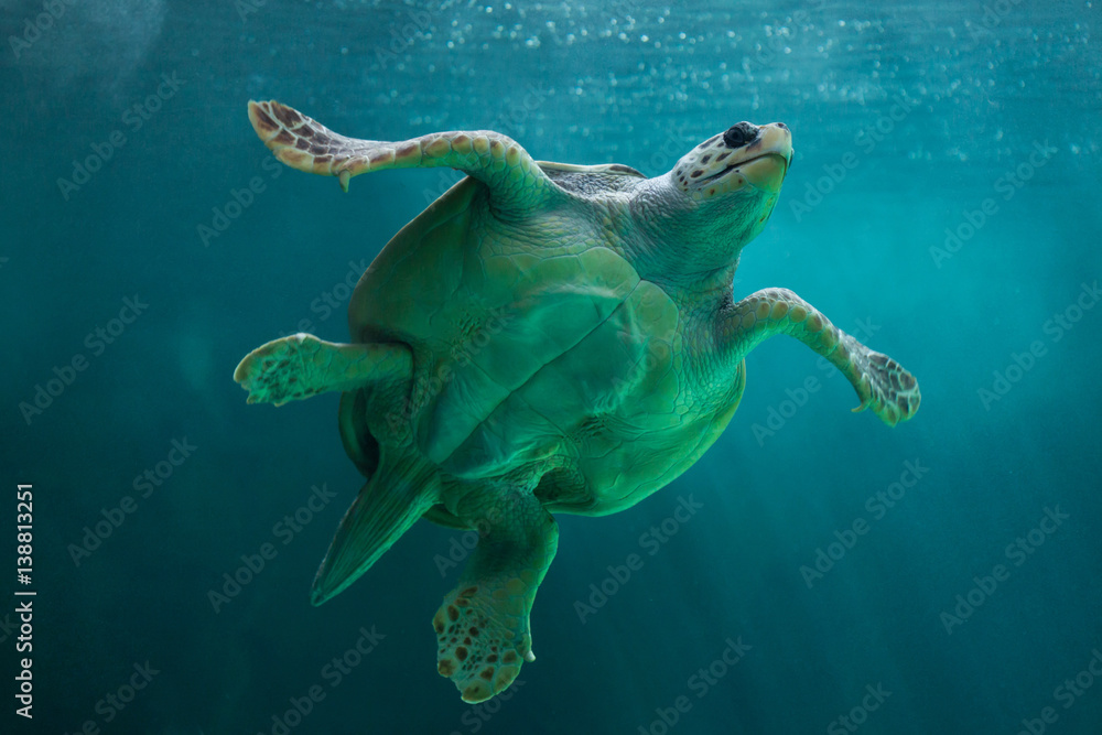 Obraz premium Loggerhead sea turtle (Caretta caretta).