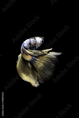 Fototapeta Naklejka Na Ścianę i Meble -  Siamese fighting fish on black background